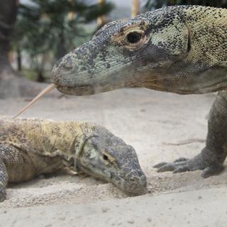 Des Dragons de Komodo au Tropiquarium de Servion. [Anthony Anex]