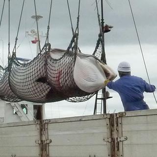 Déchargement d'une baleine de Minke sur l'île d'Hokkaido. [AP Photo/Kyodo News]