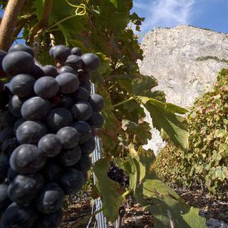 vigne raisin vin coupé vigneron [Keystone - Olivier Maire]