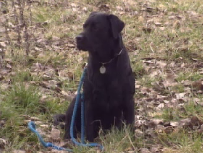 Chien assis dans la nature. [RTS]