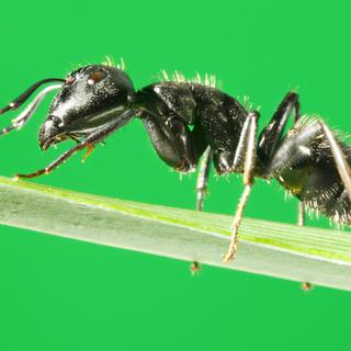 Gros-plan sur une fourmi. [abet]
