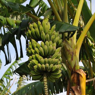 Des chercheurs australiens ont mis au point une banane OGM pour lutter contre les carences alimentaires en Afrique. [Photononstop/AFP - Patrice Tourenne]