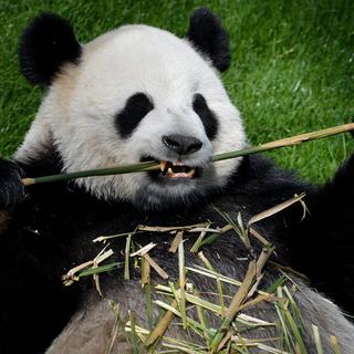 Le panda offert à la Belgique par la Chine. [EPA/Keystone - Stéphanie Lecocq]