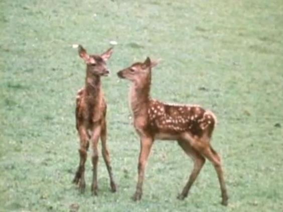 Parc National Suisse en 1971. Faons jouant. [TSR]