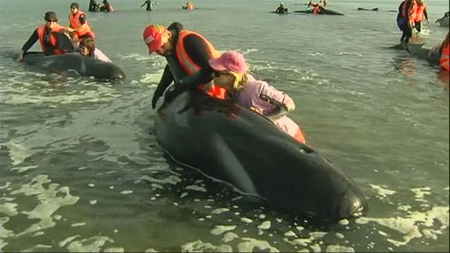 Trente-six baleines pilotes sont mortes après s'être échouées sur une plage néo-zélandaise.