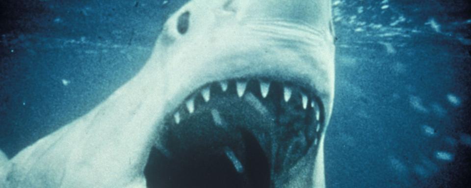 Une scène du film "Les dents de la mer" (Jaws) de Steven Spielberg, 1975. [Universal / The Kobal Collection / AFP]