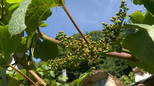 Certaines vignes ont été touchées de telle sorte qu'elle ne donneront pas une grappe de raisins à l'automne. [RTS]