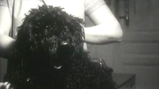 Toilettage pour chien, 1963.