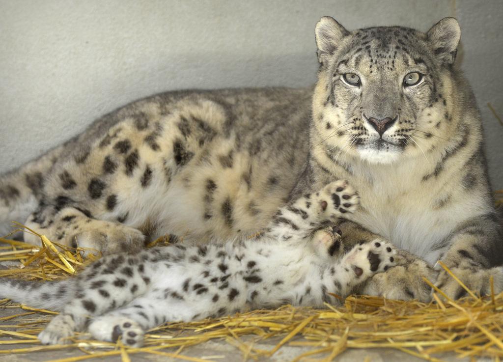 Un bébé panthère des neiges et sa mère au zoo de Servion (VD). [KEYSTONE - Christian Brun]