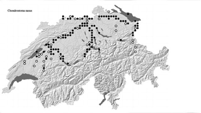 Distribution du nase - En blanc: avant 1996; en noir: depuis 1996 (© CSCF 2007) [www.bafu.admin.ch]
