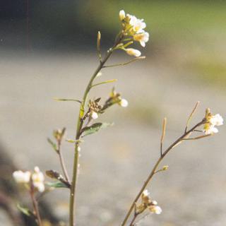 Arabidopsis thaliana aussi appelée Arabette des dames. [CC BY-SA 3.0 - Roepers]