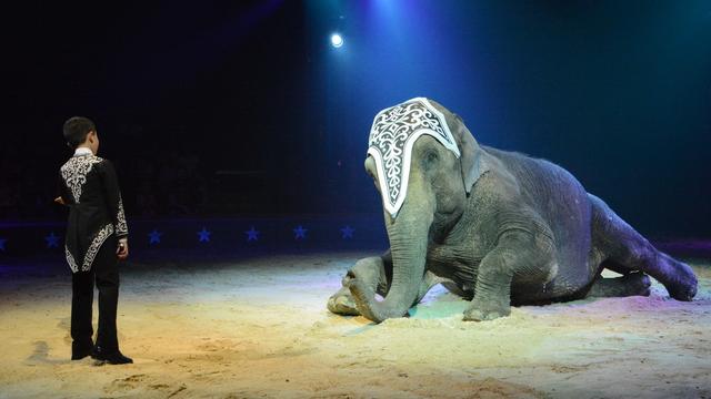 Les éléphants lors de la venue du cirque Knie à Delémont en juin 2015. [RTS - Gaël Klein]