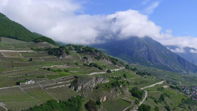 Le vignoble s'étend à perte de vue au dessus de Saillon. [Virginie Brawand]