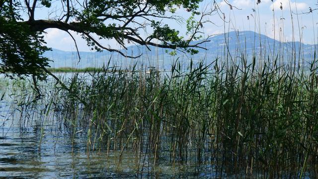 Ici, les rives du Léman sont maintenues sauvages. [Virginie Brawand]