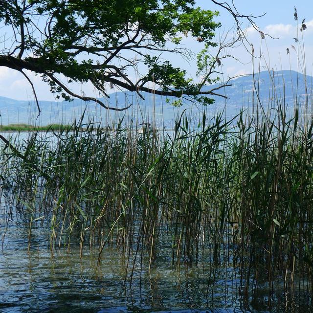 Ici, les rives du Léman sont maintenues sauvages. [Virginie Brawand]