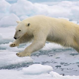 5) Un ours polaire sur le Spitzberg, la plus grande île de l'archipel du Svalbard, dans le nord de la Norvège. [CC BY-SA 4.0 - Arturo de Frias Marques]