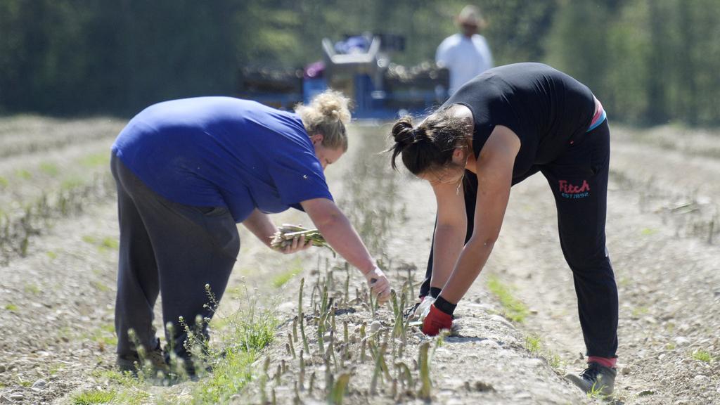 Des employés saisonniers sont notamment embauchés pour la récolte des asperges.