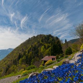 Cliché pris au jardin botanique Gentiana près de Leysin (VD). [Aebersold Daniel]