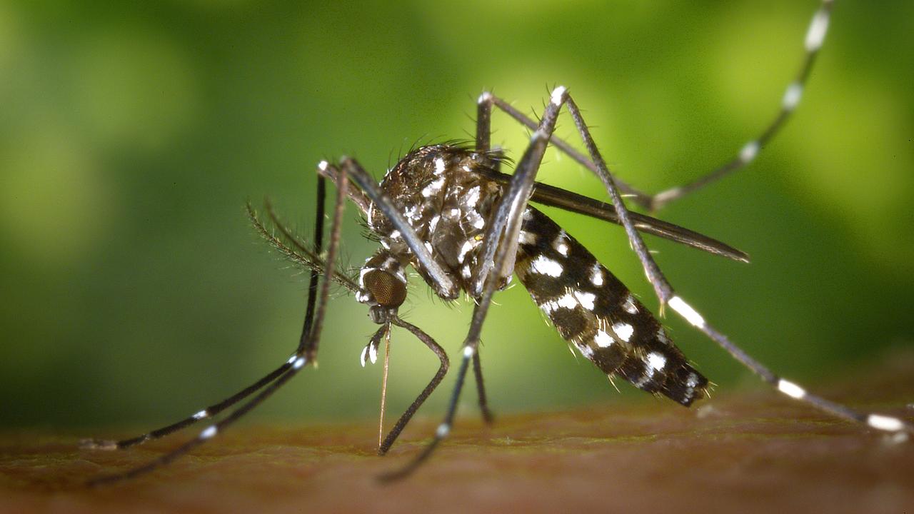 Moustique tigre ou Aedes albopicts. [DP]