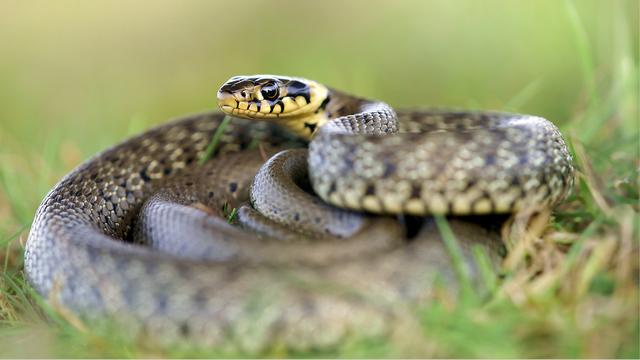 La couleuvre à collier est inoffensive pour l'homme. [Adam Drabek, Pro Natura]