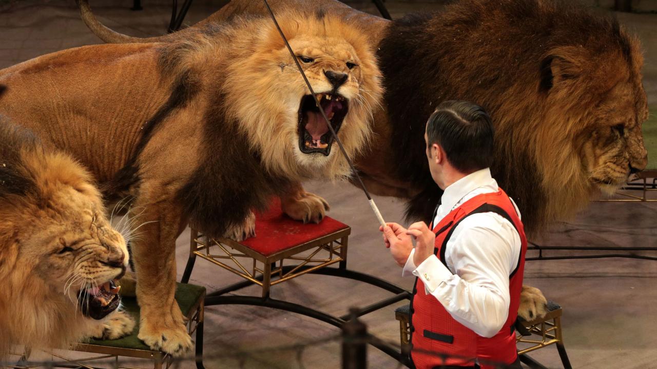 Les cirques Gasser-Olympia et Royal brisent un tabou avec le retour des lions (image d'illustration). [RIA Novosti/AFP - Igor Russak]