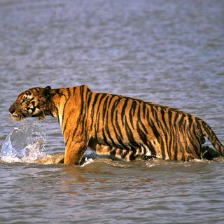 La population de tigres a dépassé la barre des 2000 animaux en Inde. [AP Photo/Keystone - Joydip Kundu]