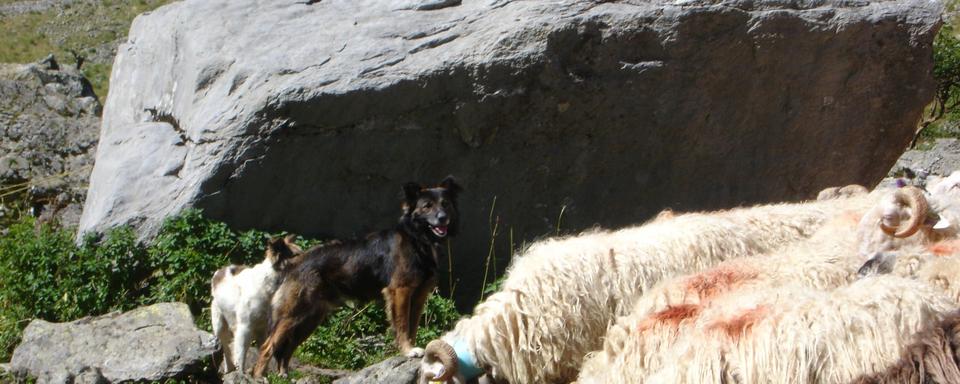 L'indispensable Labrit, chien des Pyrénées. [Nicole Weyer]