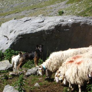 L'indispensable Labrit, chien des Pyrénées. [Nicole Weyer]