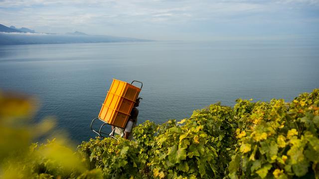 Le vignoble vaudois surplombe le Léman, ici dans la commune de Puidoux. [Jean-Christophe Bott]