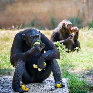Certains chimpanzés sont particulièrement gourmands.
LevT
Fotolia [LevT]