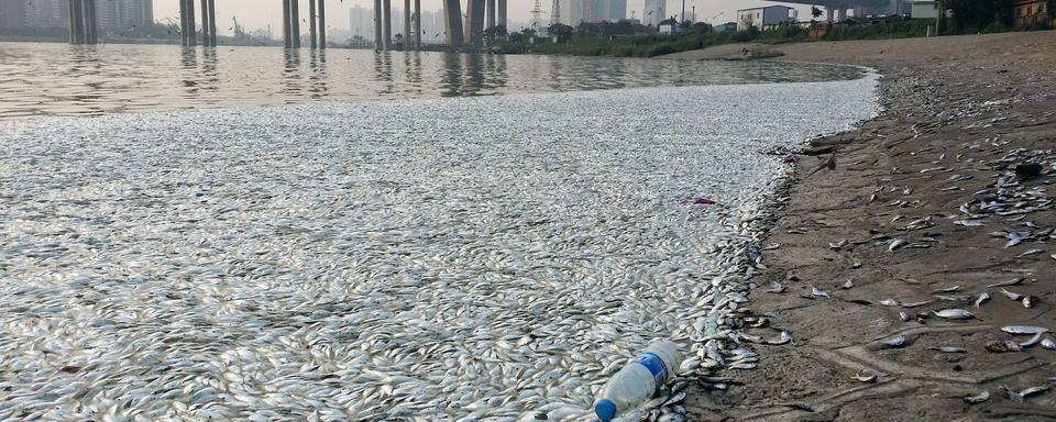 La catastrophe industrielle a déjà causé la mort de millions de poissons. [AFP - Stringer/Imaginechina]