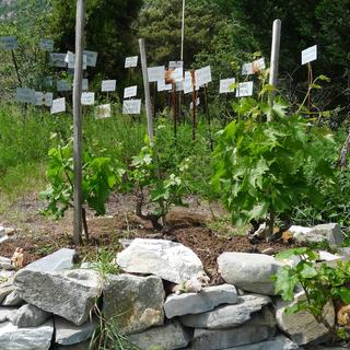 La vigne à Farinet, la plus petite vigne cadastrée du monde. [Virginie Brawand]