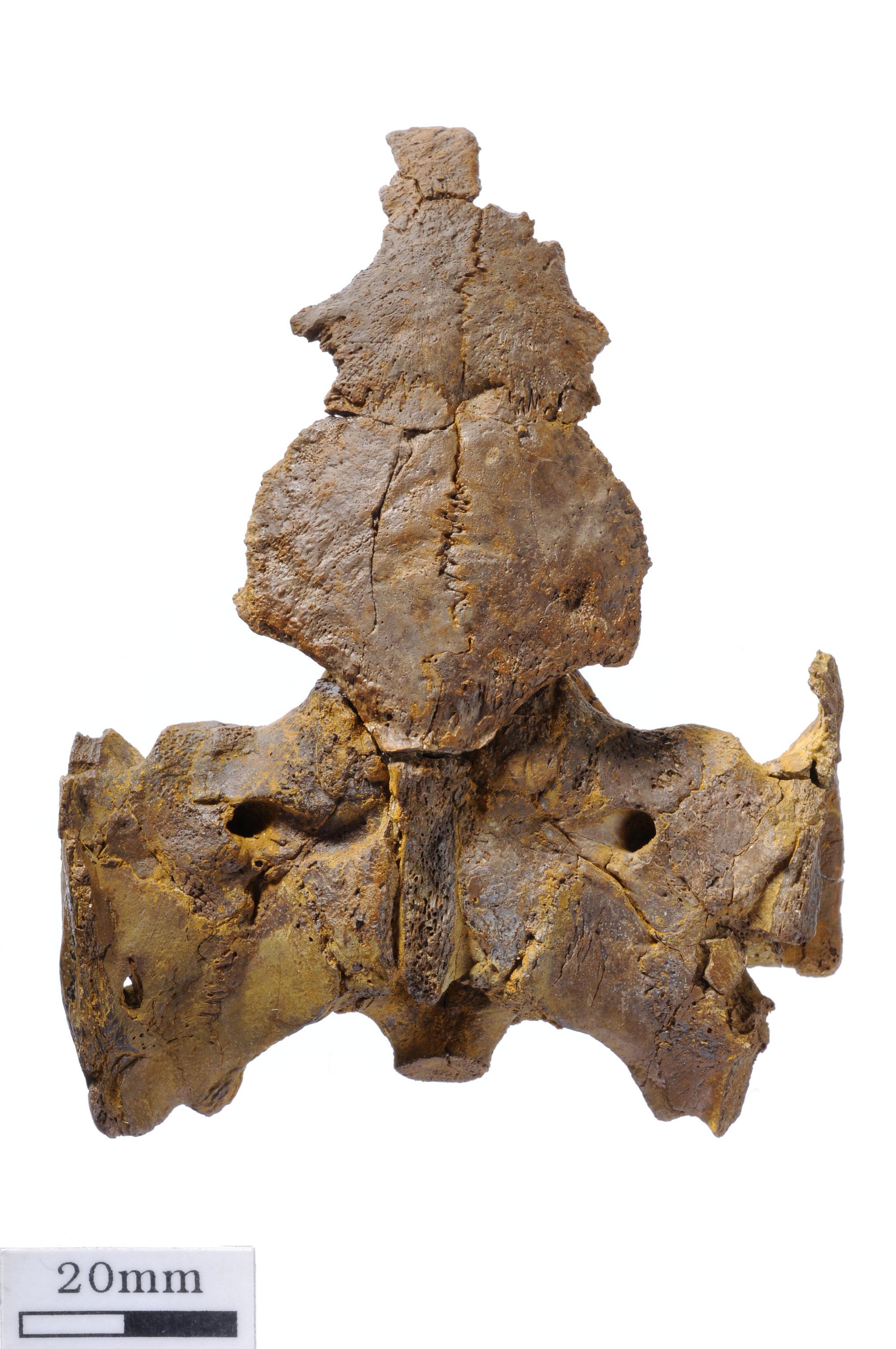 Un crâne de tortue découvert dans le Jura suisse.Jurassica [OCC-SAP]