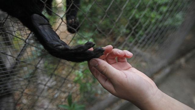 L'homme et les primates pourraient être les premiers à disparaître. [AP Photo/Luis Hidalgo]