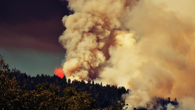 La forêt nationale de San Bernardino, en Californie, le 18 juin 2015. [Citizenside - Alicia Arce]