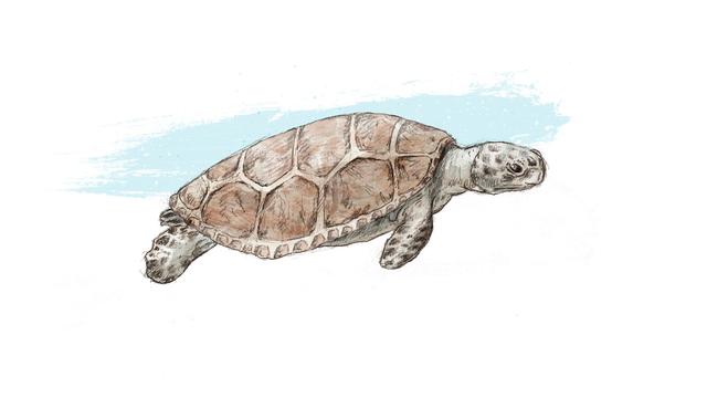 Représentation d'artiste d'une tortue marine littorale.
Jurassica/ikonaut [Jurassica/ikonaut]