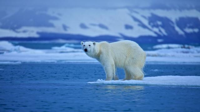 L'ours polaire, symbole du changement climatique. [st__iv]