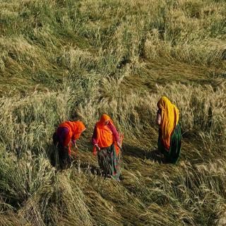 Mardi 17 mars - De fortes précipitations - hors saison des pluies - ont sévèrement endommagé les cultures dans le nord-ouest de l'Inde, comme ici à Govingpura, dans les environs de Jaipur. [Keystone - AP Photo/Deepak Sharma]