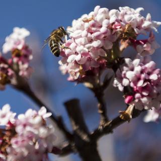 Un viburnum en fleurs ce 25.12.2015 à Flanthey (VS). [Keystone - Alessandro della Valle]