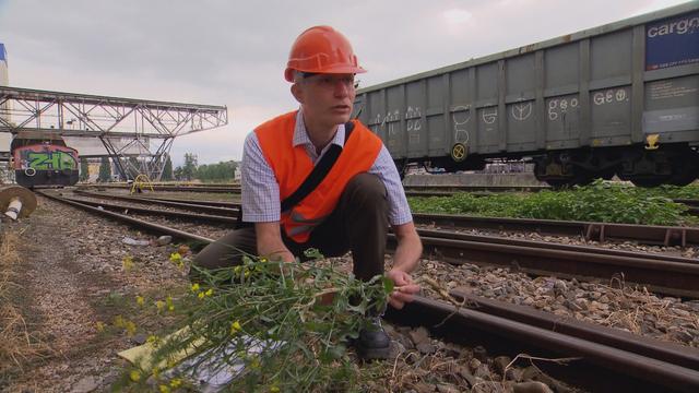 Ce sont souvent des plants de colza génétiquement modifiés qui sont retrouvés les long des voies par exemple, comme ici près de Bâle.