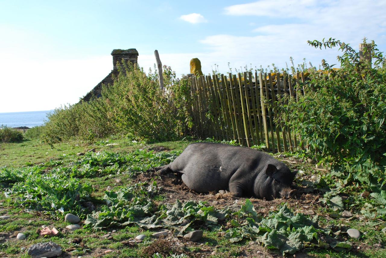 Gaston le cochon, toujours fatigué.