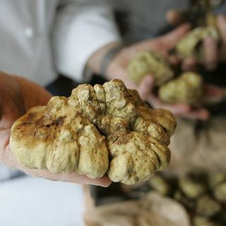 La truffe blanche est une valeur tant gastronomique qu'économique. [AP Photo/Keystone - Eric Risberg]