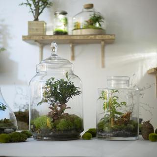 Treeki ou mini jardin réalisé par Noam Lévy dans l’atelier parisien "Green Factory". [greenfactory.fr]