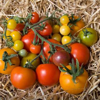 Diverses variétés de tomates ProSpecieRara. [Facebook Tomates-Urbaines]