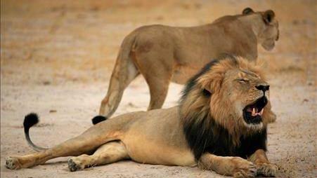 Le lion Cecil était réputé pour sa crinière noire. [Zimbabwe Parks and Wildlife Management Authority]