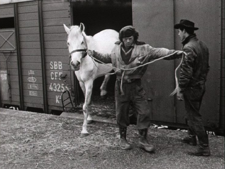 Arrivée à Genève des animaux du cirque Pilatus, 1954. [RTS]