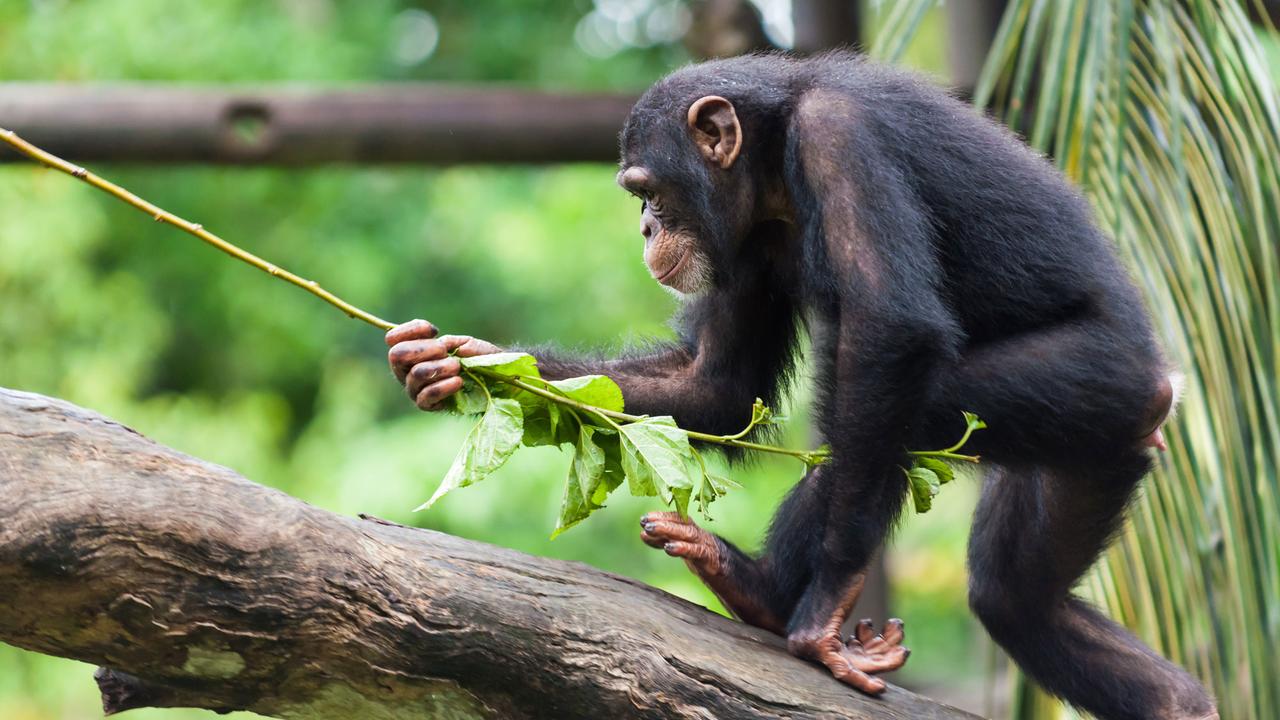 Les chimpanzés du Congo et d'Ouganda utilisent des plantes médicinales.
jdavenport85
Fotolia [jdavenport85]