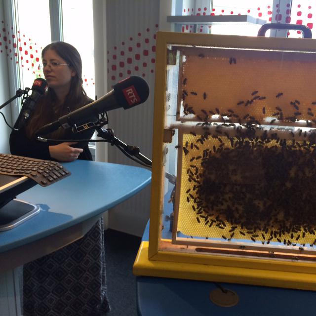 Sandrine Miéville avec ses abeilles. [Sacha Horovitz]