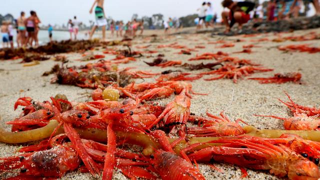 Des milliers de crabes rouges s'échouent sur les plages de Dana Point en Californie [REUTERS - Sandy Huffaker]