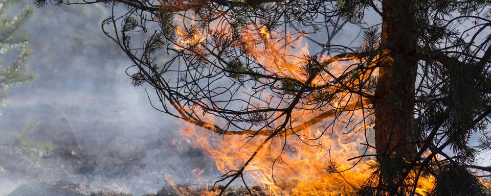 Avec la canicule le danger d'incendie en forêt est élevé. [Ingus Evertovskis]